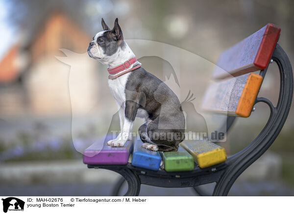 junger Boston Terrier / young Boston Terrier / MAH-02676