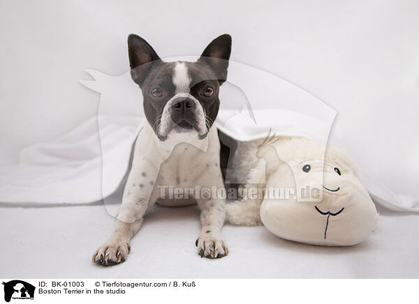 Boston Terrier im Studio / Boston Terrier in the studio / BK-01003