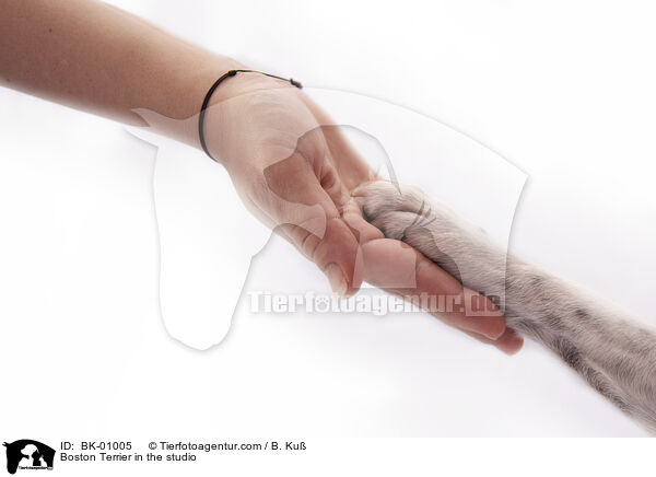 Boston Terrier im Studio / Boston Terrier in the studio / BK-01005