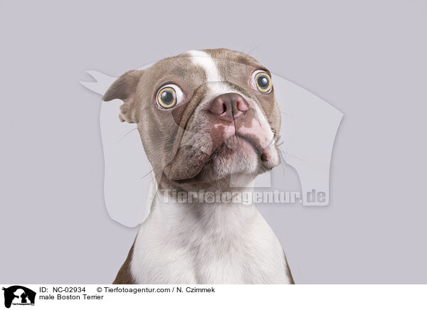 Boston Terrier Rde / male Boston Terrier / NC-02934