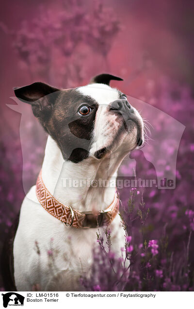 Boston Terrier / Boston Terrier / LM-01516