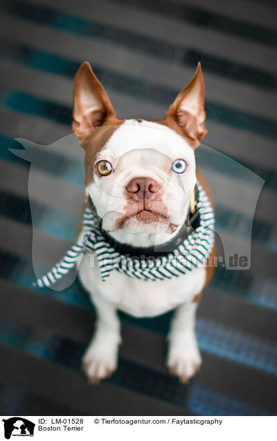 Boston Terrier / Boston Terrier / LM-01528