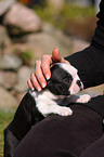 Boston Terrier Puppy