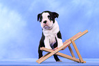 Boston Terrier Puppy
