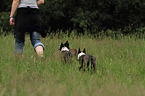 3 Boston Terriers