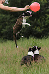 3 Boston Terriers