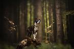 Boston Terrier Puppy