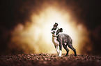 Boston Terrier Puppy