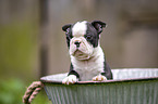 Boston Terrier Puppy