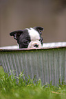 Boston Terrier Puppy