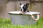 Boston Terrier Puppy