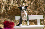 standing Boston Terrier Puppy