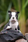 Boston Terrier Puppy