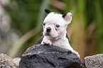 lying Boston Terrier Puppy