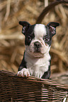 Boston Terrier Puppy