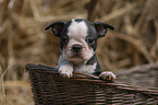 Boston Terrier Puppy