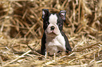 sitting Boston Terrier Puppy