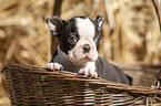 Boston Terrier Puppy