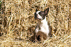 sitting Boston Terrier
