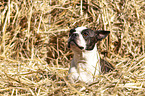 lying Boston Terrier