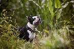 Boston Terrier Portrait