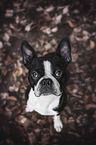 Boston Terrier