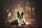 lying Boston Terrier