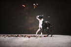 standing Boston Terrier