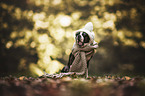 sitting Boston Terrier