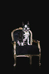 sitting Boston Terrier