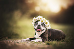 lying Boston Terrier