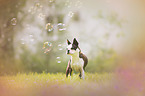 Boston Terrier
