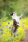begging Boston Terrier