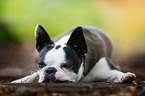lying Boston Terrier