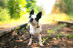 Boston Terrier