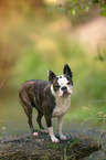 Boston Terrier