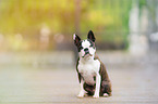 sitting Boston Terrier