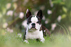 lying Boston Terrier