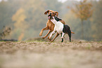 2 dogs