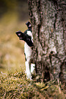 Boston Terrier