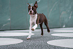 Boston Terrier