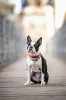 young Boston Terrier