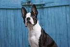 Boston Terrier Portrait