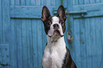 Boston Terrier Portrait