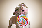 male Boston Terrier