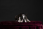 Boston Terrier in studio