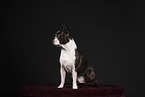 Boston Terrier in studio