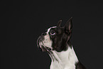 Boston Terrier in studio