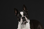 Boston Terrier in studio