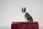 Boston Terrier in studio